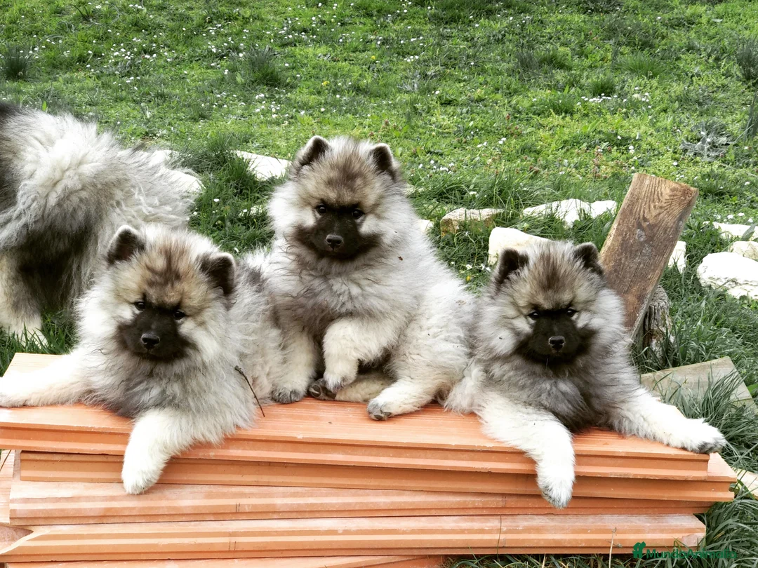 Imagen de galería {{count}}