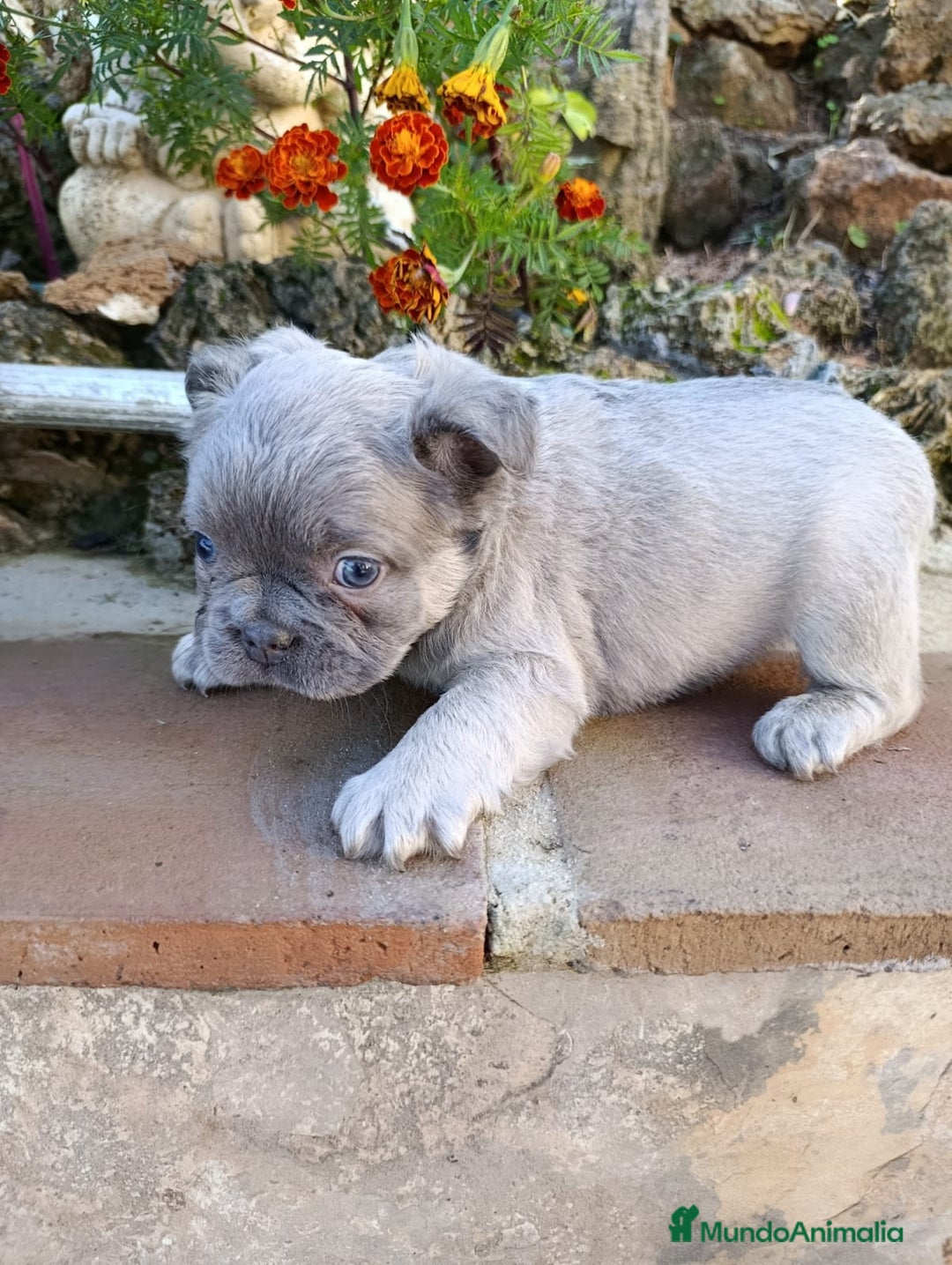 Bulldog Francés perros en venta: Bulldog Francés Fluffy - Anuncio 7