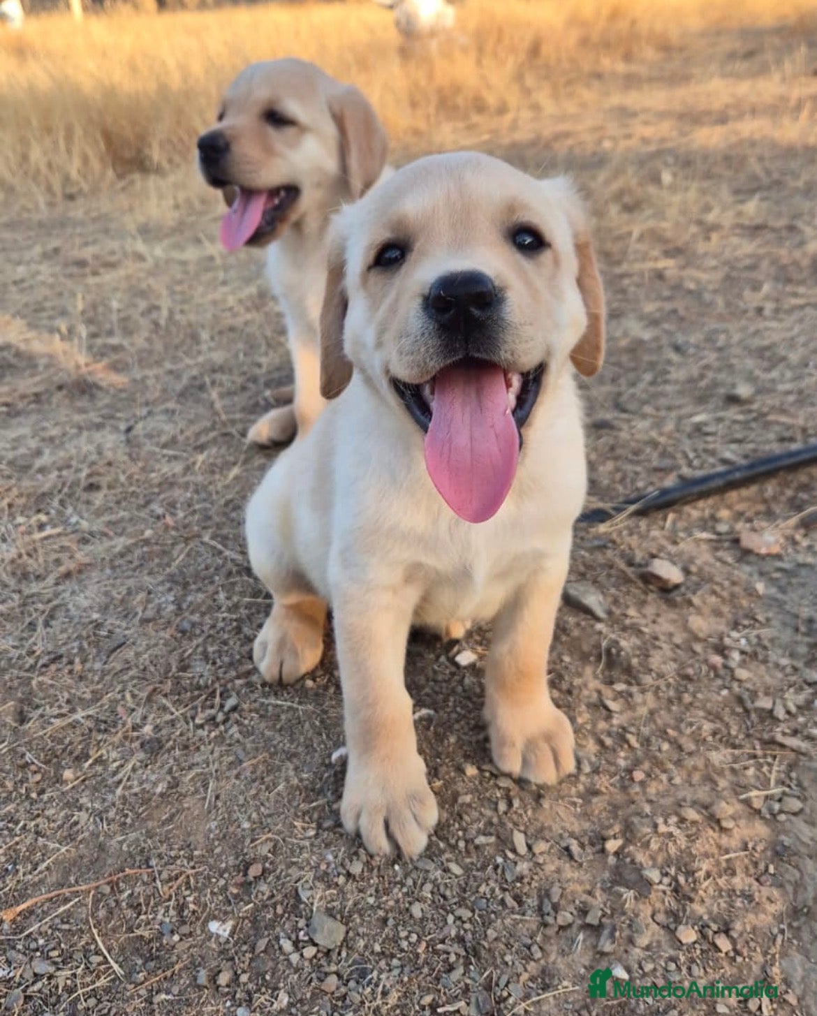 Labrador Retriever perros Cachorros de Labrador Retriever  - Anuncio 14
