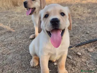 Labrador Retriever perros Cachorros de Labrador Retriever - Anuncio 14