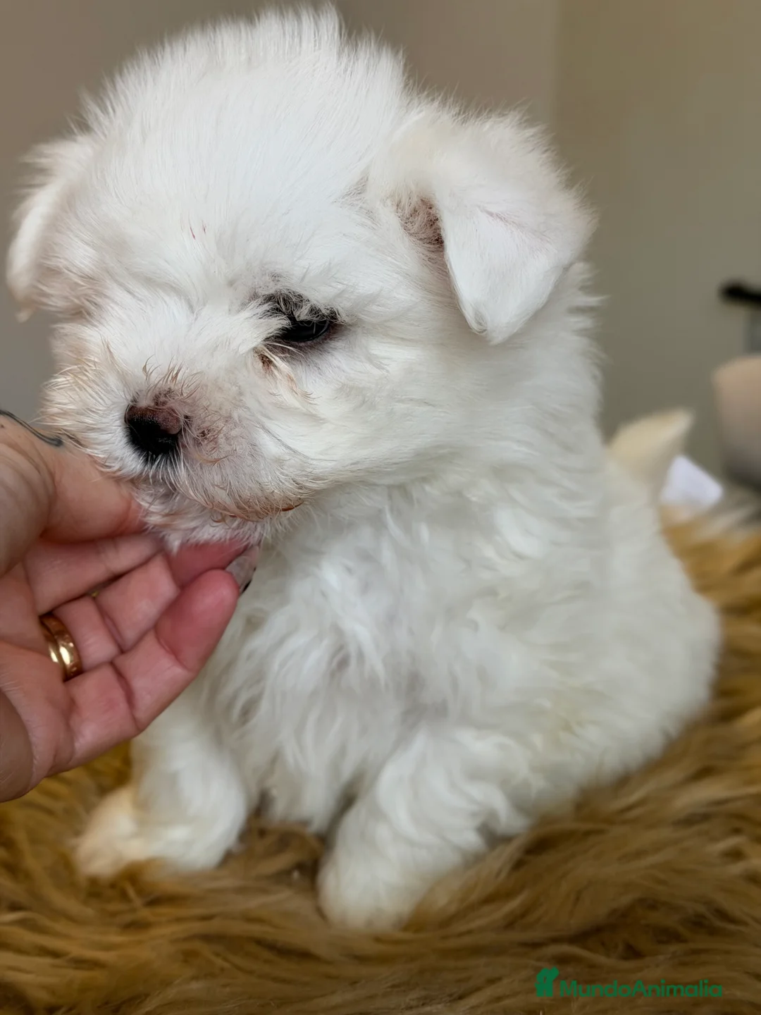 Bichón Maltés perros en venta: Bichon Maltes americano  - Anuncio 7