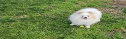 Pomerania perros en venta: POMERANIA JOVEN OJO AZUL - Anuncio 8