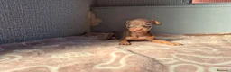 Pinscher Miniatura perros en venta: Cachorros Pinscher Miniatura  - Anuncio 5