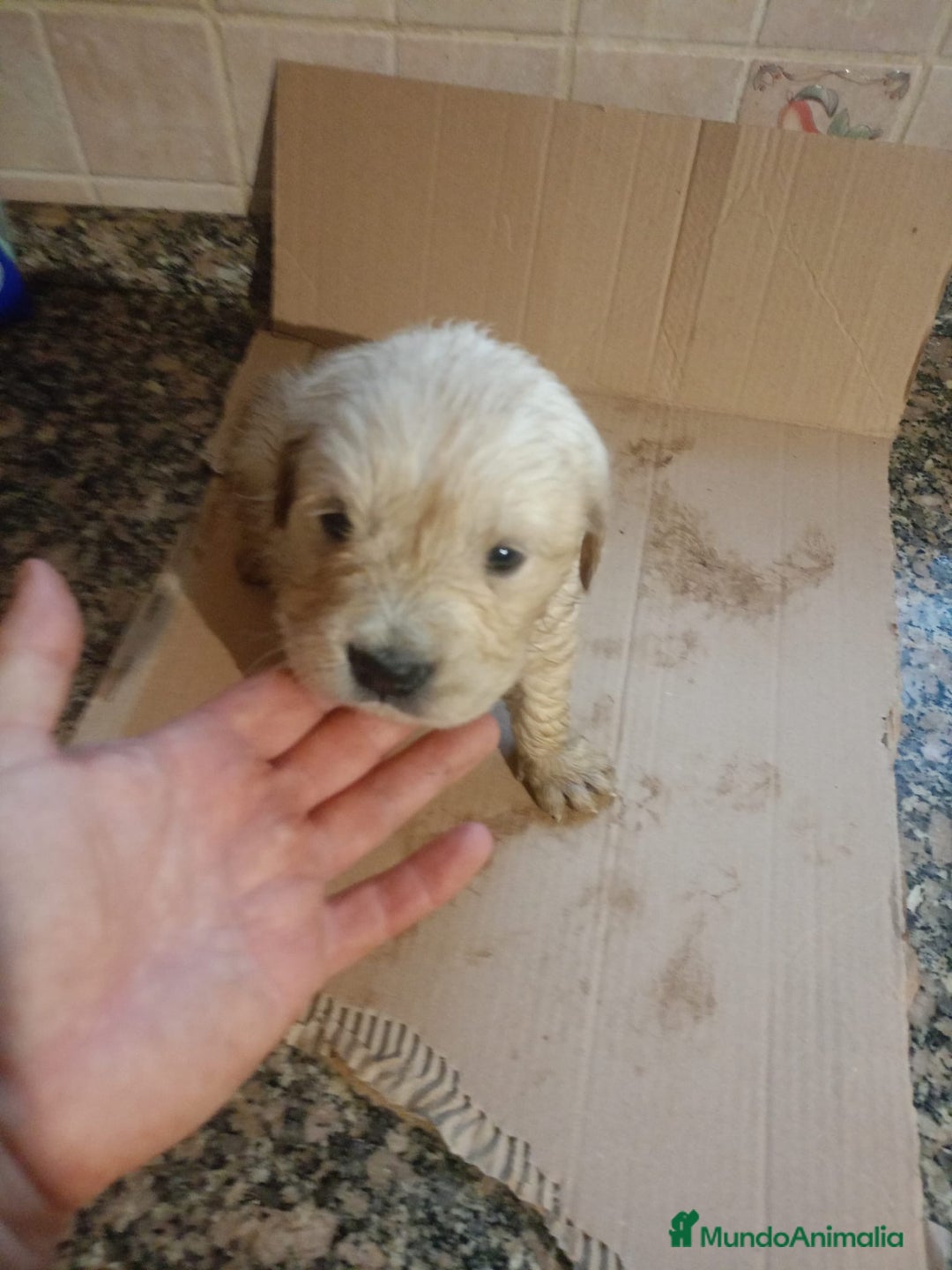 Golden Retriever perros en venta: Impresionantes Golden retriever  - Anuncio 4