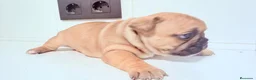 Bulldog Francés perros en venta: Buldog frances - Anuncio 5