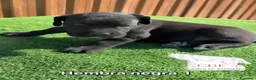Cane Corso perros en venta: Cachorras de Cane corso  - Anuncio 4