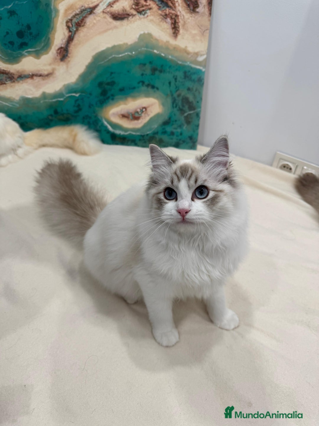 Ragdoll gatos en venta: Gatita Seal Tabby Bicolour - Anuncio 3