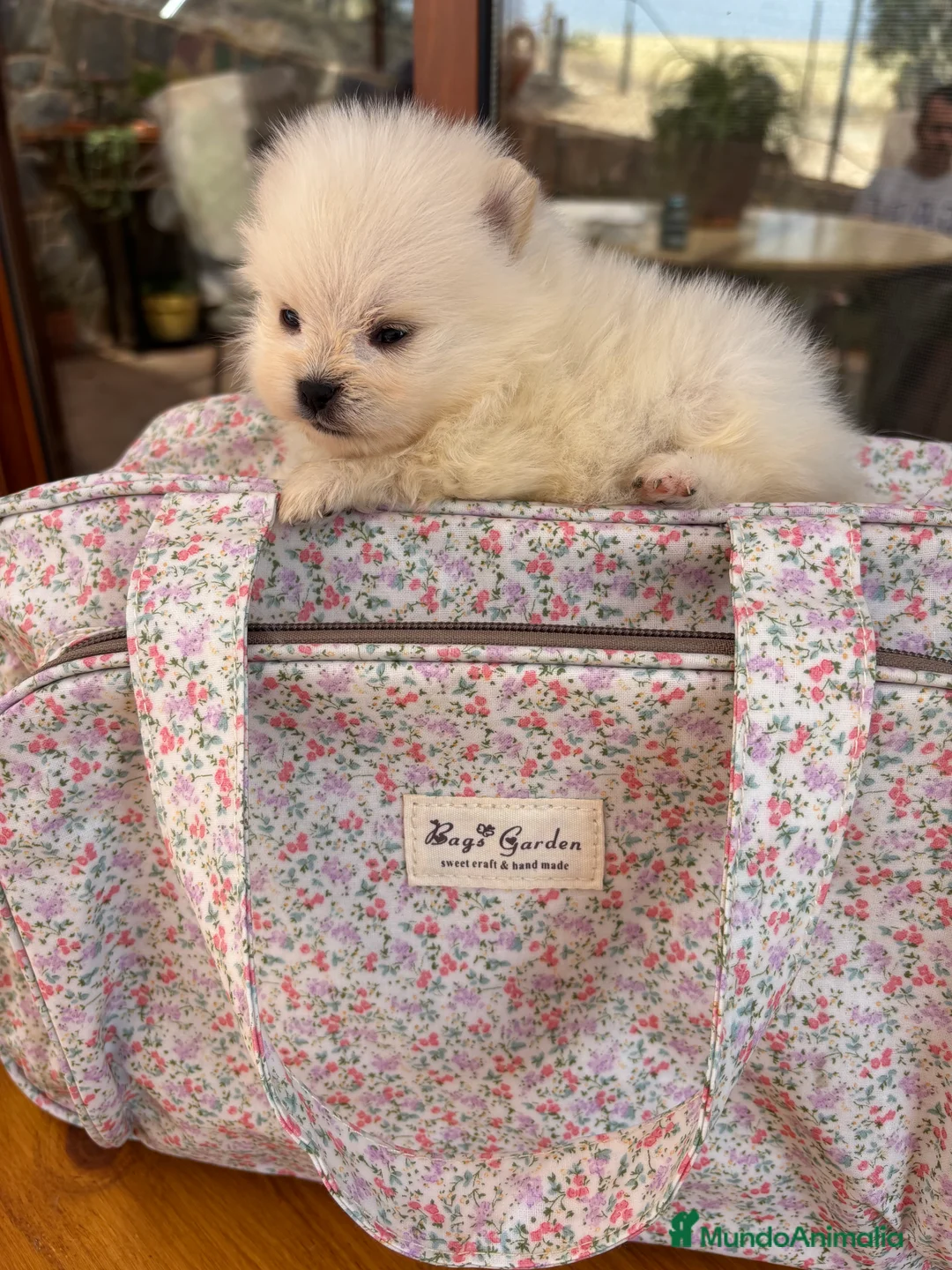 Pomerania perros en venta: Pomerania muy bonitos !!! - Anuncio 8