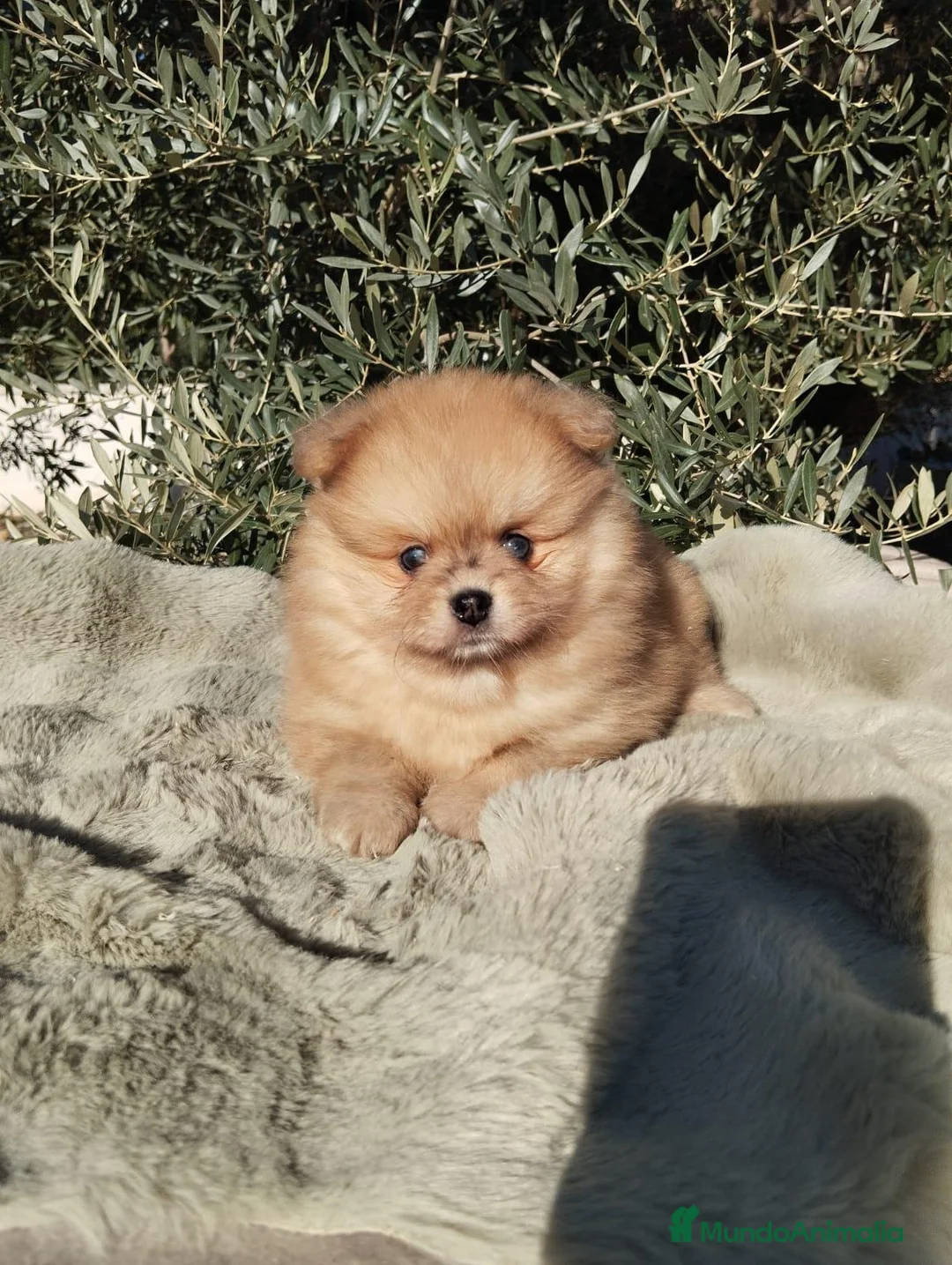 Pomerania perros en venta: Pomeranias Toy - Anuncio 2