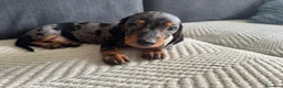 Teckel Miniatura perros en venta: TECKEL CALIDAD SUPREMA !  - Anuncio 4