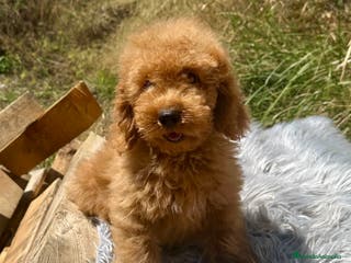 Caniche Enano perros ÚLTIMO MACHITO CANICHE DISPONIBLE - Anuncio 27