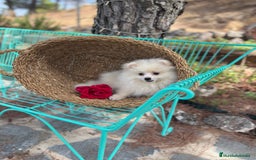 Pomerania perros en venta: Pomerania hembra disponible !!!! - Imagen 3