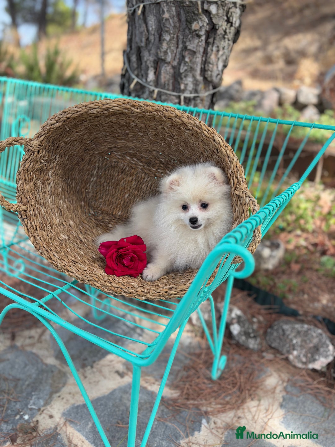 Pomerania perros en venta: Pomerania hembra disponible !!!! - Imagen 3