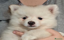 Pomerania perros en venta: Criadas en habiente familia  - Imagen 5