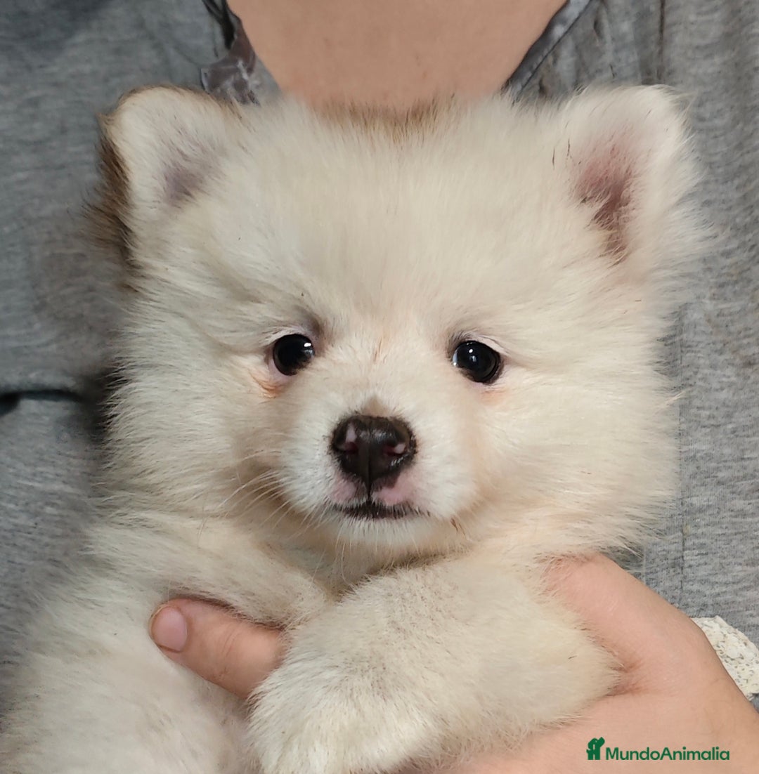 Pomerania perros en venta: Criadas en habiente familia  - Imagen 5