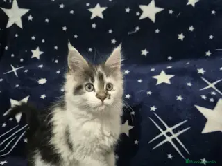 Maine Coon gatos Maine coom - Anuncio 1