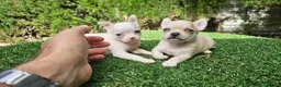 Chihuahua perros en venta: Cachorros chihuahua mini toy - Anuncio 3