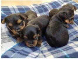 Yorkshire Terrier perros IMPRESIONANTES YORSHIRE TOYS en Alicante - Anuncio 3