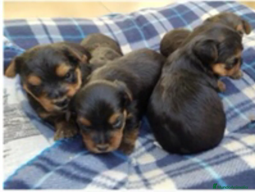 Yorkshire Terrier perros en venta: IMPRESIONANTES YORSHIRE TOYS en Alicante - Anuncio 2