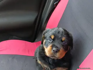 Rottweiler perros Último cachorro disponible, no te quedes sin el - Anuncio 3