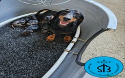 Teckel Miniatura perros en venta: TECKEL MINIATURA PEDEGREE  - Imagen 4