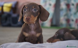 Teckel Miniatura perros en venta: ✨ Cacao & Bongo ✨ - Imagen 1