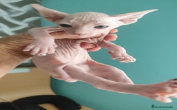 Británico de Pelo Corto gatos en venta: Sphynx calidad y selección  - Imagen 11