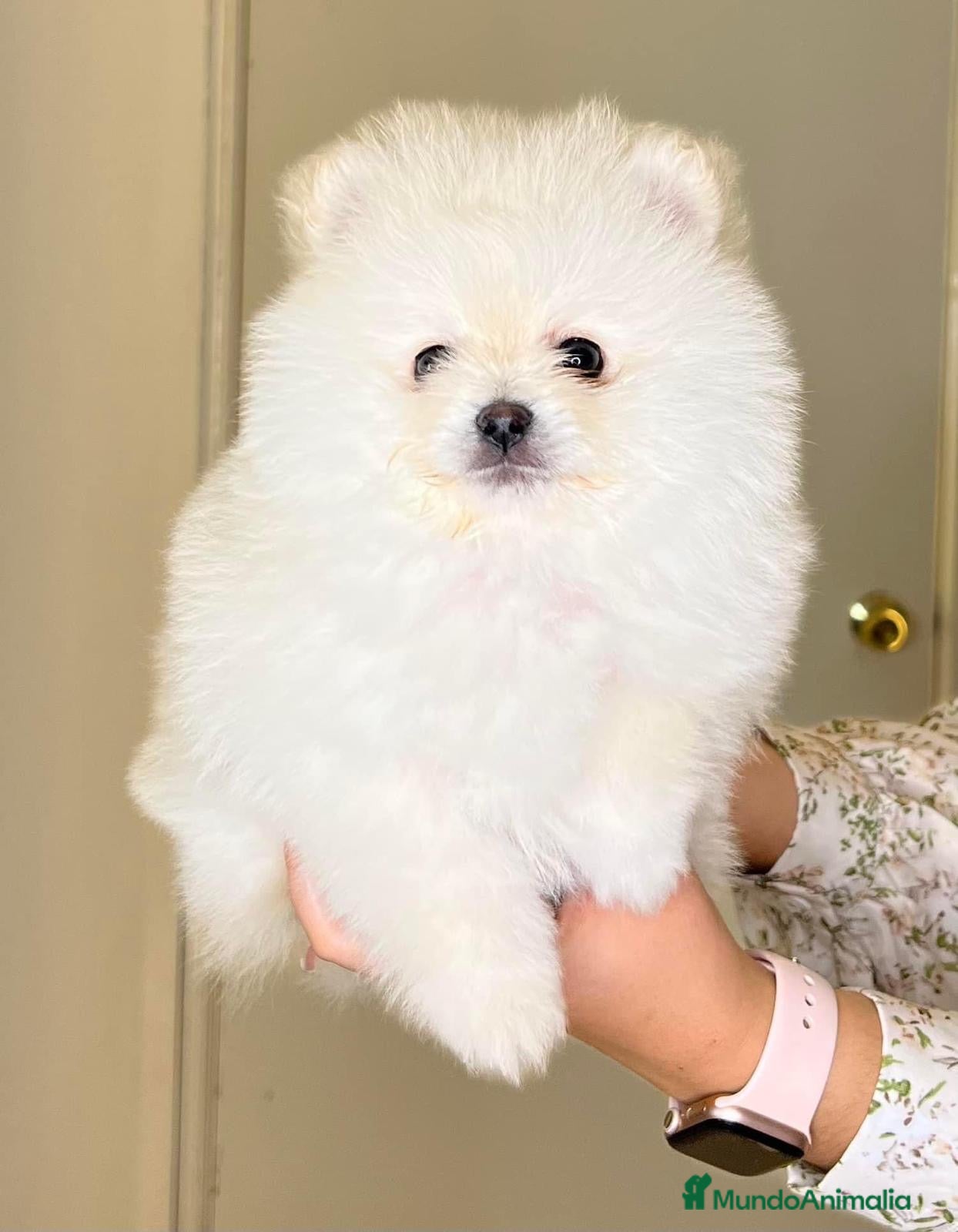 Pomerania perros LOS PUPPIES MÁS ESPECIALES!!!! en Badajoz - Anuncio 17