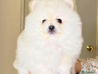 Pomerania perros en Badajoz - Anuncio 20