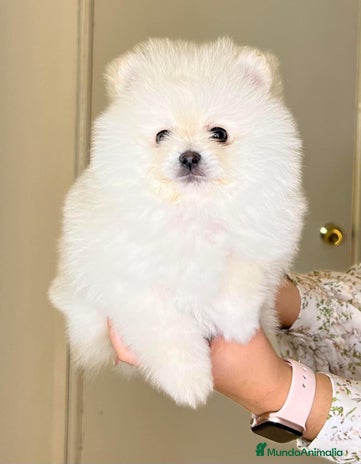 Pomerania perros en Badajoz - Anuncio 20