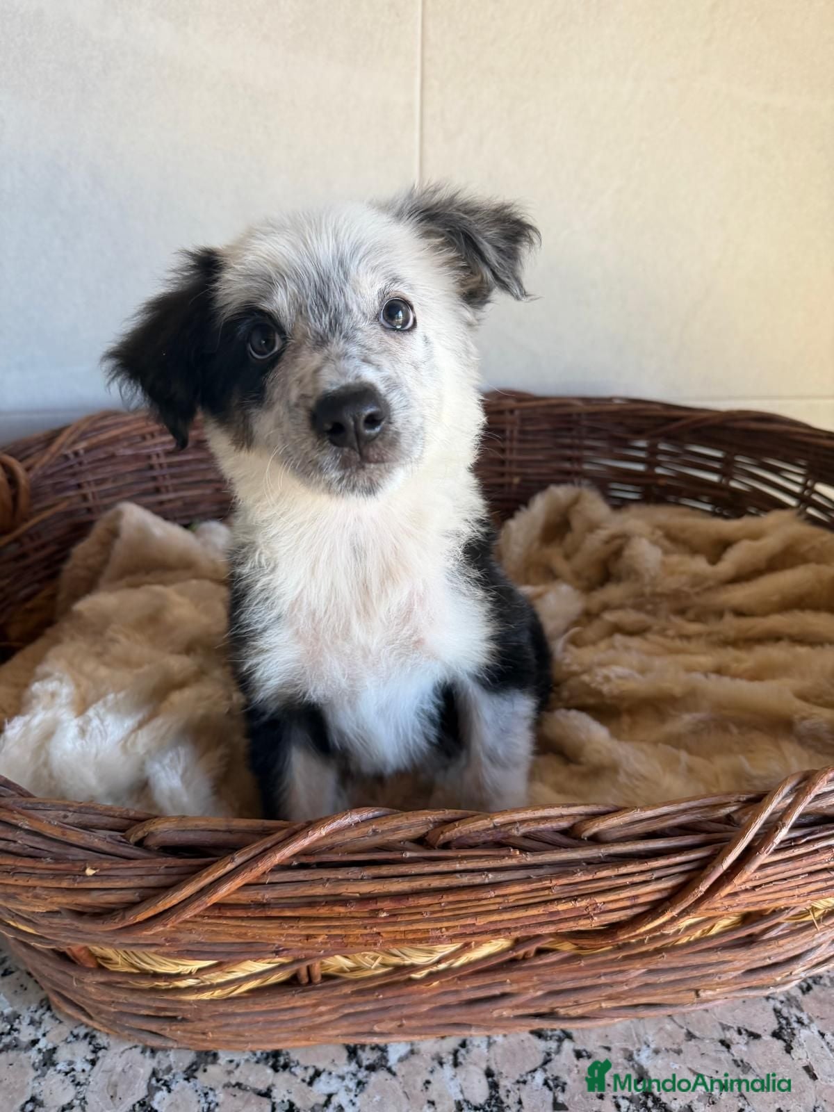 Border Collie perros Border collie  - Anuncio 16
