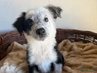 Border Collie perros Border collie - Anuncio 3