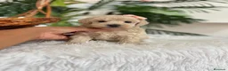 Maltipoo perros en venta: MALTIPOO HEMBRA - Anuncio 16