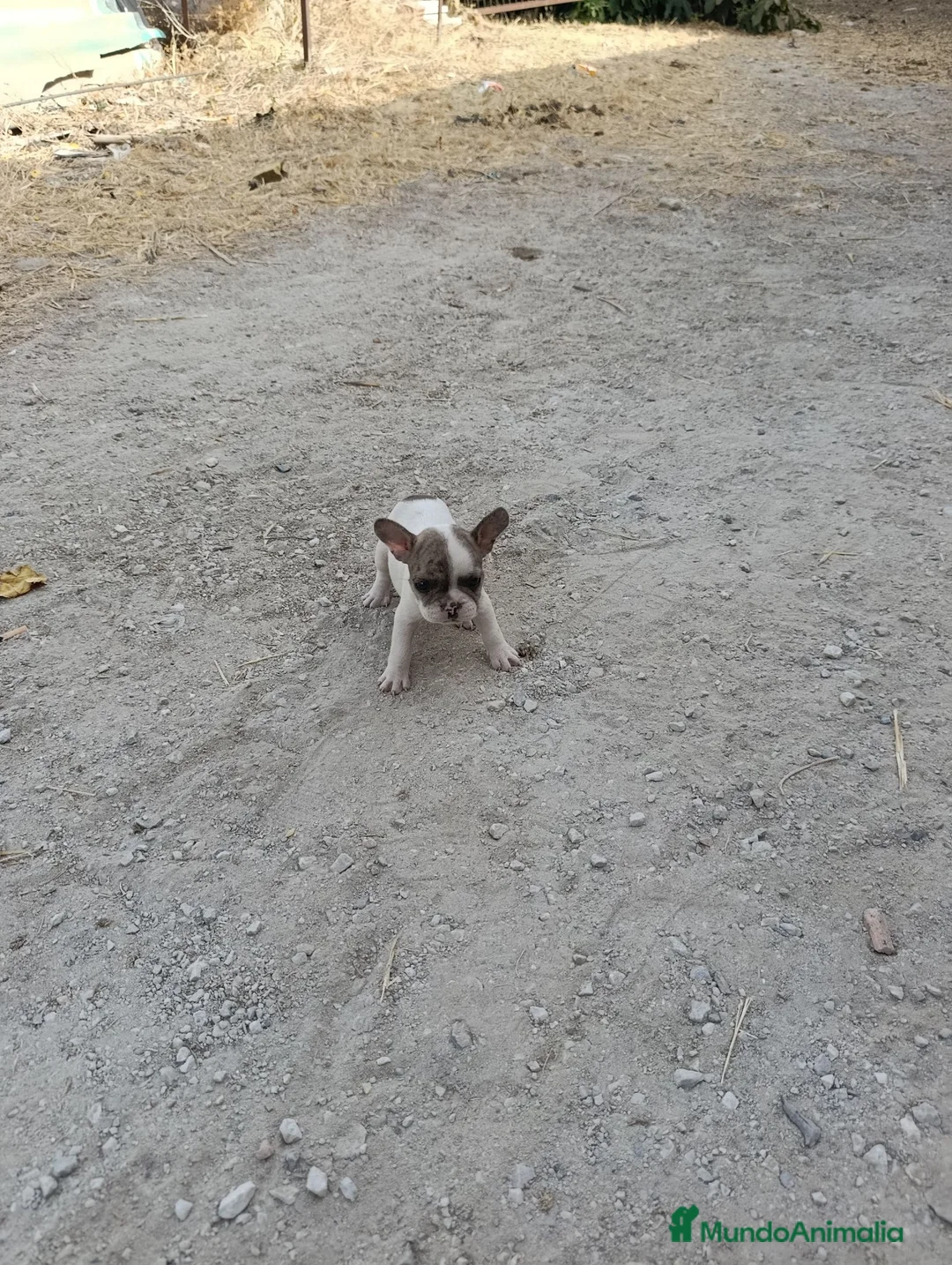 Bulldog Francés perros en venta: Bulldog francés  - Anuncio 2