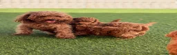 Caniche Toy perros en venta: Caniche toy - Anuncio 3