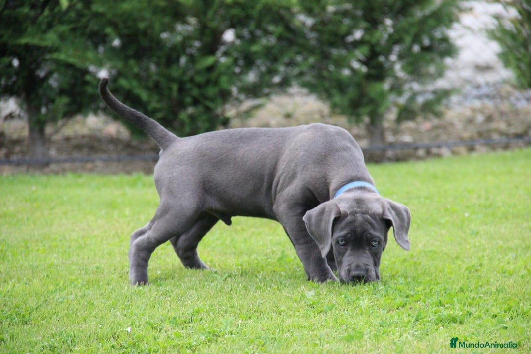 Cane Corso perros en venta: Camada de 🌟Cane Corso🌟 - Imagen 2
