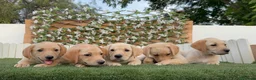 Labrador Retriever perros en venta: LABRADOR RETRIEVER - Anuncio 8