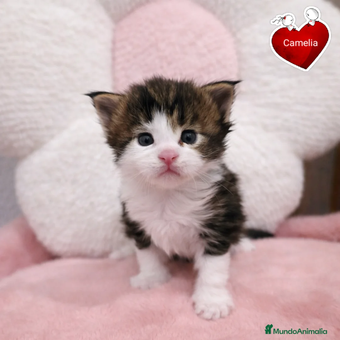 Maine Coon gatos en venta: Gatitos maine coon - Anuncio 4