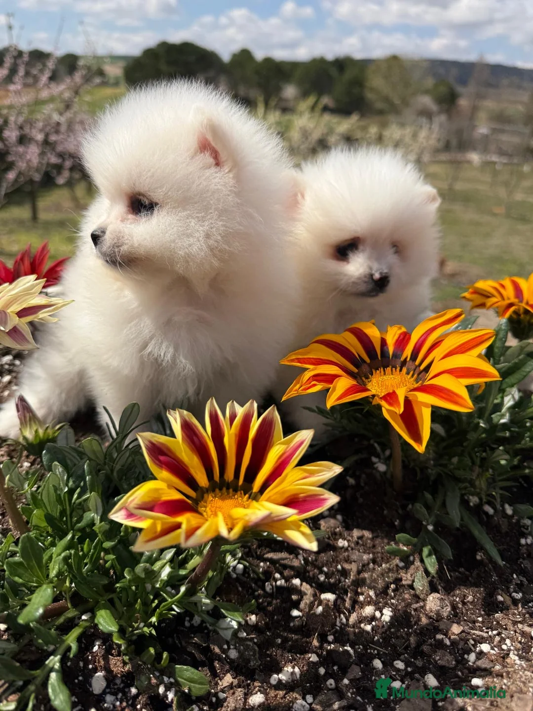 Pomerania perros en venta: Pomerania Toy macho y hembra !!! - Anuncio 10