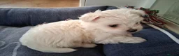 Bichón Maltés perros en venta: Bichón Maltés toy - Anuncio 6