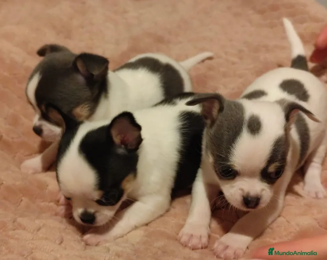 Chihuahua perros en venta: Chihuahua micro toy - Anuncio 3