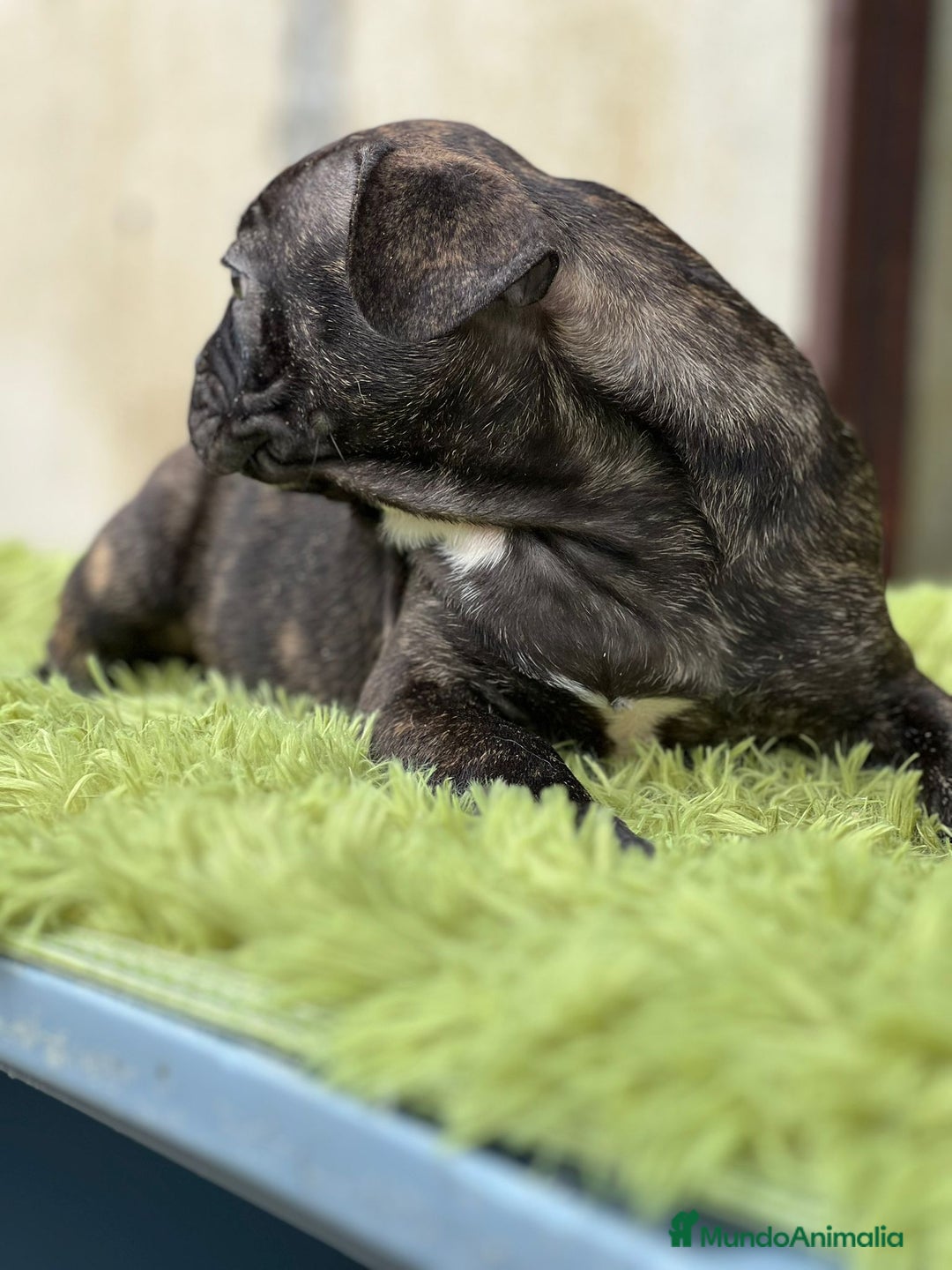 Bulldog Francés perros en venta: Bulldog francés machos - Imagen 4