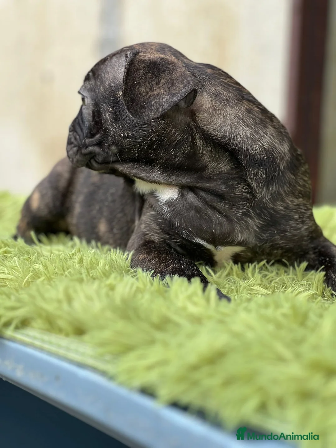 Bulldog Francés perros en venta: Bulldog francés machos - Anuncio 4