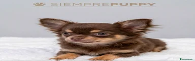 Chihuahua 2