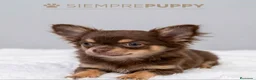 Chihuahua perros en venta: CHIHUAHUA PELO LARGO TONOS CHOCOLATE - Anuncio 2