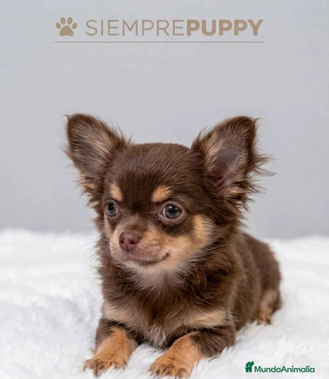 Chihuahua perros en venta: CHIHUAHUA PELO LARGO TONOS CHOCOLATE - Anuncio 2