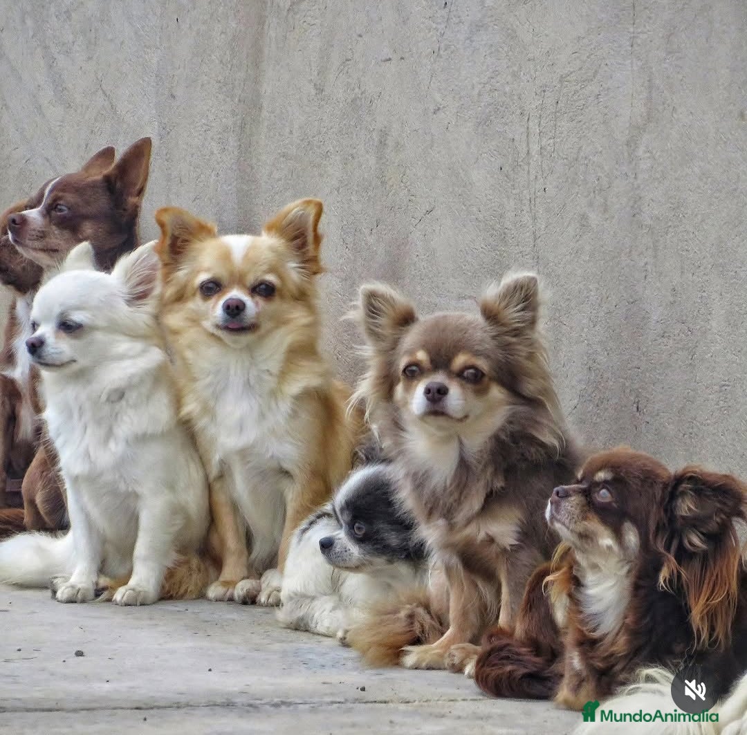 Chihuahua perros Chihuahuas - Anuncio 1