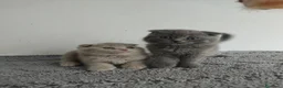 Scottish Fold gatos en venta: Scottish fold  - Anuncio 2