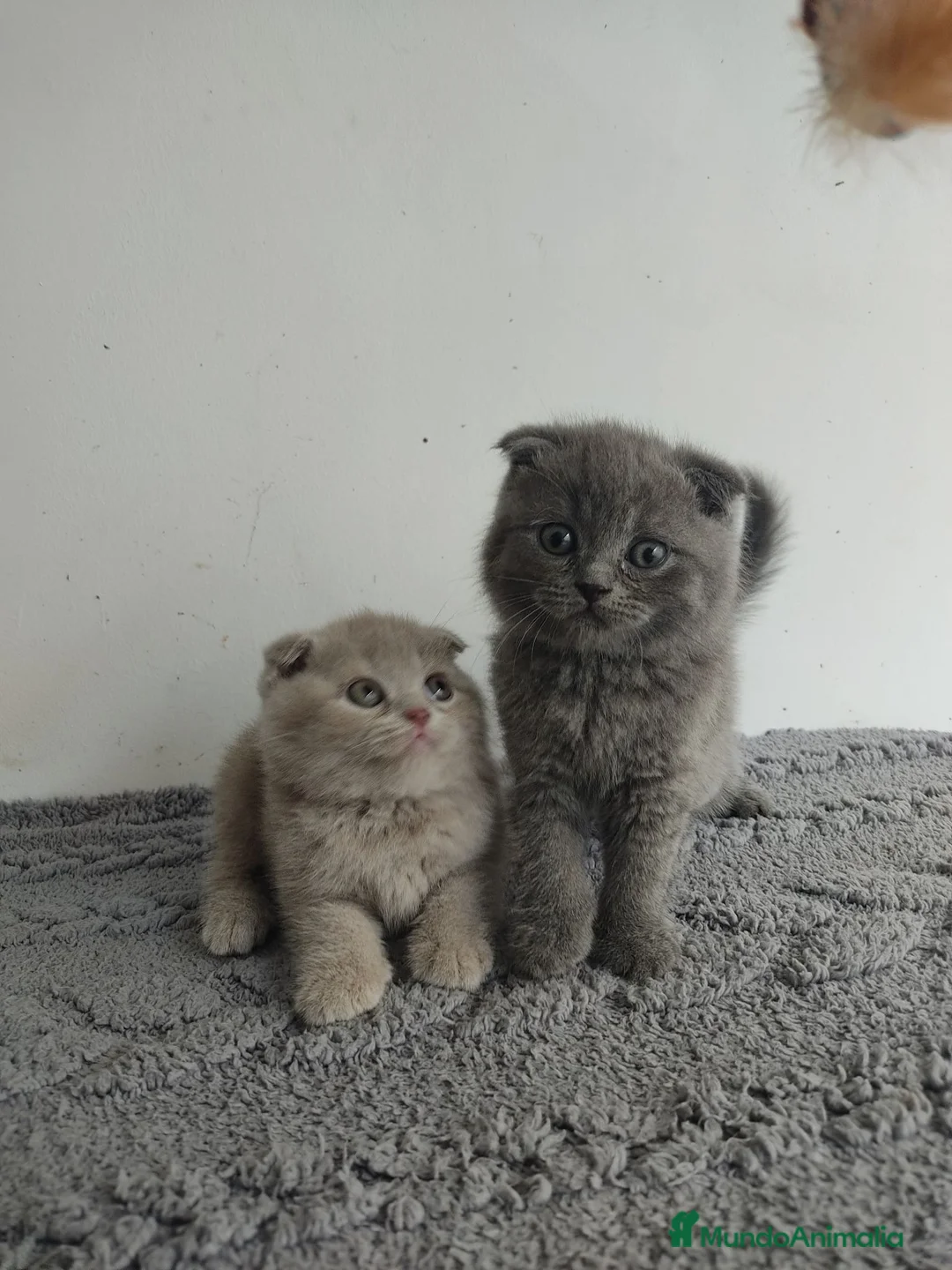 Scottish Fold gatos en venta: Scottish fold  - Anuncio 2