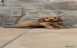 Cocker Spaniel Inglés perros en venta: Cocker spaniel ingles  - Imagen 2